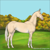 Horse Color:Gold Cream Champagne 
