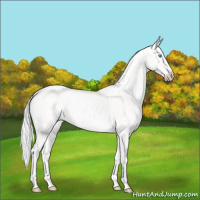 Horse Color:Cremello 