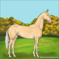 Horse Color:Gold Cream Champagne 
