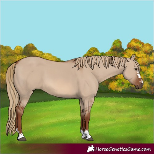 Horse Color:Red Dun