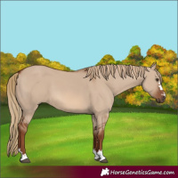 Horse Color:Red Dun 