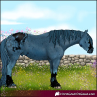 Horse Color:ERROR: UNKNOWN ANOMALY