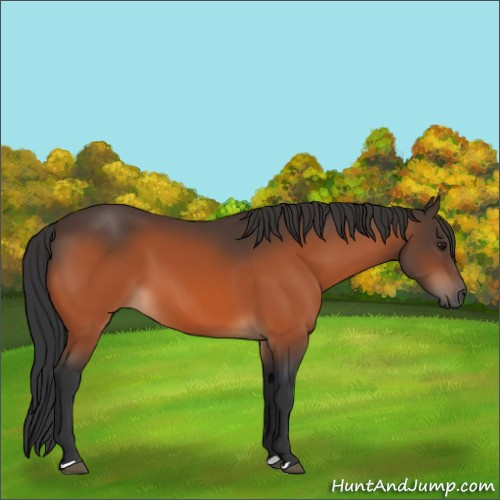 Horse Color:Brown 