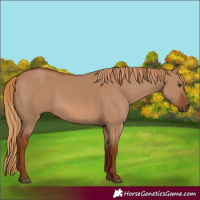 Horse Color:Red Dun 