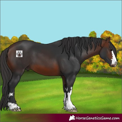 Horse Color:Brown 