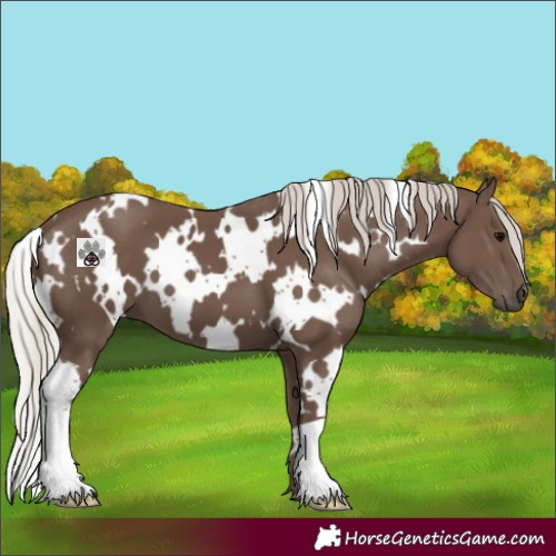 Horse Color:White Spotted Silver Black 
