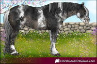 Horse Color:White Spotted Black Ice Tobiano Rabicano 