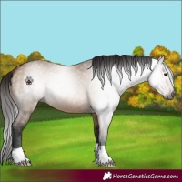 Horse Color:Gray Bay Dun 