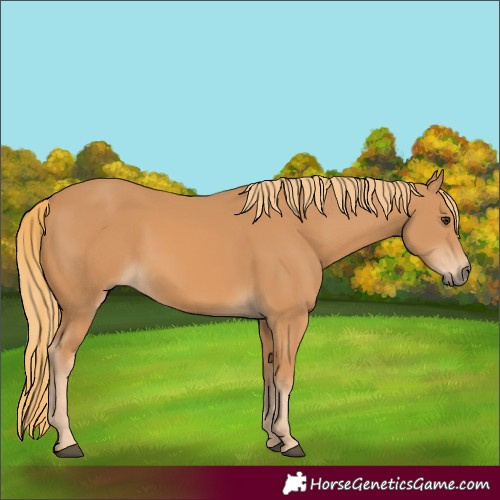 Horse Color:Chestnut Rabicano 