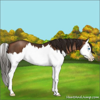 Horse Color:Gray Brown Pearl Splash