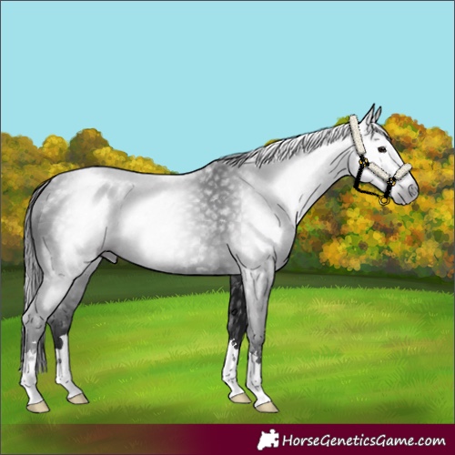 Horse Color:Gray Black 