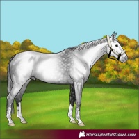 Horse Color:Gray Black 