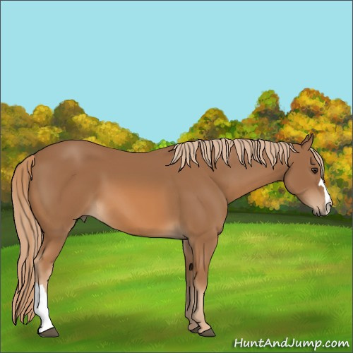 Horse Color:Unknown 