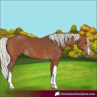 Horse Color:White Spotted Silver Brown 