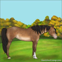 Horse Color:Gray Amber Champagne 