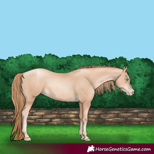 Horse Color:Gold Champagne Pearl Rabicano  and Gold Champagne Pearl Rabicano 