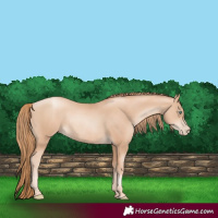 Horse Color:Gold Champagne Pearl Rabicano  and Gold Champagne Pearl Rabicano 