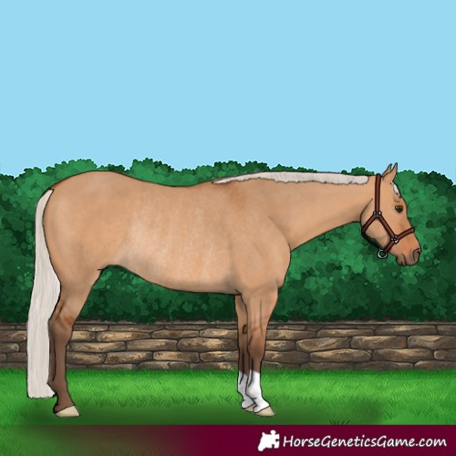 Horse Color:Silver Bay Dun Rabicano 