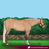 Horse Color:Silver Bay Dun Rabicano 