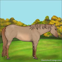 Horse Color:Red Dun