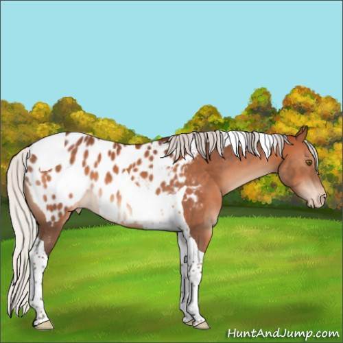 Horse Color:Silver Brown Tobiano Appaloosa 