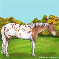 Horse Color:Silver Brown Tobiano Appaloosa 