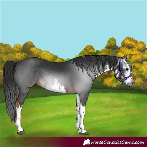 Horse Color:Gray White Spotted Liver Chestnut