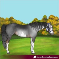 Horse Color:Gray White Spotted Liver Chestnut 