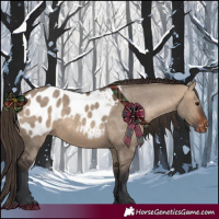 Horse Color:Brown Dun Near Leopard Rabicano 