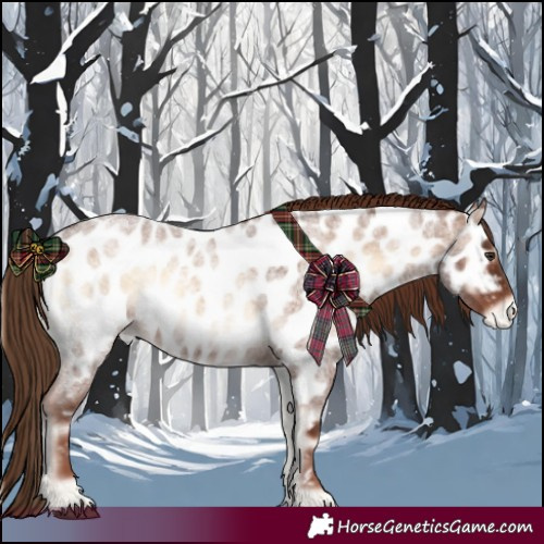 Horse Color:Red Onyx Roan Appaloosa 