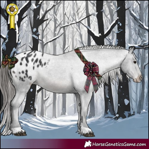 Horse Color:Black Appaloosa 