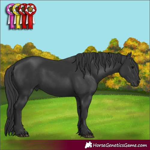 Horse Color:Black 