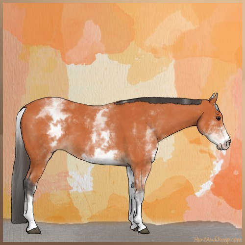 Horse Color:White Spotted Bay 