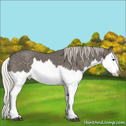 Horse Color:Silver Black Splash