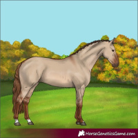 Horse Color:Red Dun 