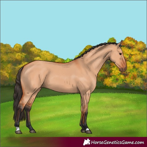 Horse Color:Bay Dun 