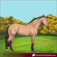 Horse Color:Bay Dun 