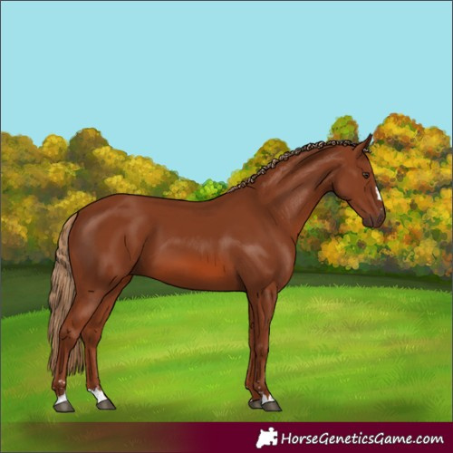 Horse Color:Chestnut 