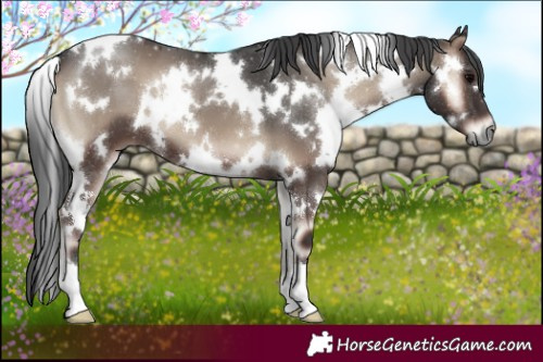 Horse Color:White Spotted Blue Onyx 