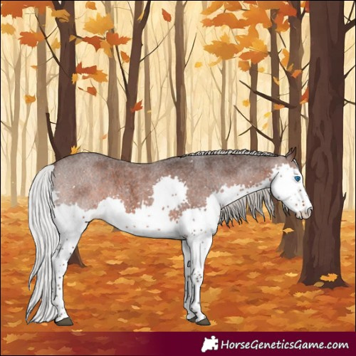 Horse Color:Silver Brown Roan Splash 