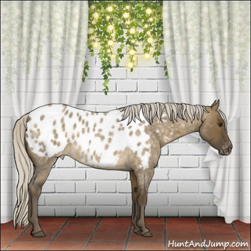Horse Color:Silver Buckskin Roan Dun Appaloosa 