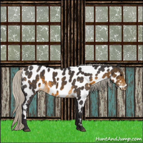 Horse Color:Silver Buckskin Roan Appaloosa 
