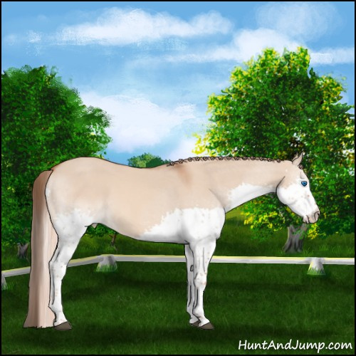 Horse Color:Red Dun Splash Tobiano 