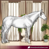 Horse Color:Gray Liver Red Dun Near Leopard