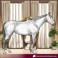 Horse Color:Gray Liver Red Dun Appaloosa 