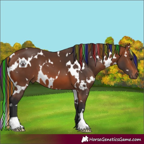 Horse Color:Painted White Spotted Bay 