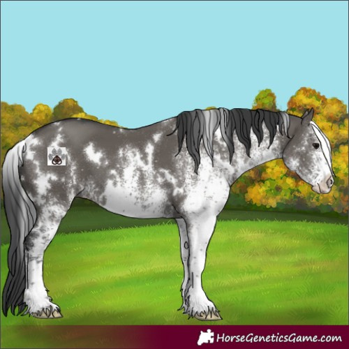 Horse Color:White Spotted Grullo 