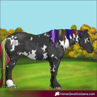 Horse Color:Painted White Spotted Black