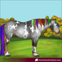 Horse Color:Gray Painted White Spotted Liver Chestnut 