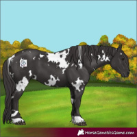 Horse Color:White Spotted Smoky Black 